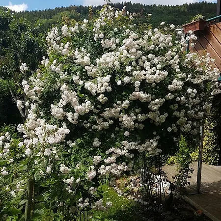 Ferienwohnung Schwarzwaldhaus Elzach Exterior foto